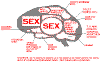 malebrain.gif (14114 bytes)
